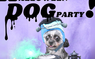 HALLOWEEN DOG PARTY2024出店のお知らせ👻
