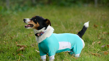 PRODUCT FOR DOG